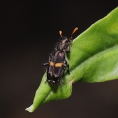 Eleale pulchra at Acton, ACT - 17 Dec 2019 12:33 PM