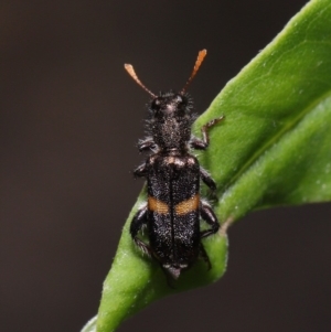 Eleale pulchra at Acton, ACT - 17 Dec 2019 12:33 PM