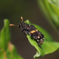 Eleale pulchra at Acton, ACT - 17 Dec 2019