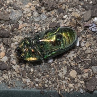 Lamprima aurata (Golden stag beetle) at Higgins, ACT - 17 Dec 2019 by AlisonMilton