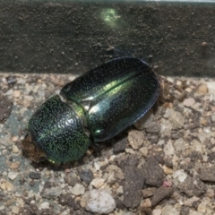 Lamprima aurata at Higgins, ACT - 18 Dec 2019