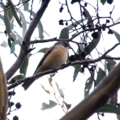 Pachycephala rufiventris (Rufous Whistler) at Alpine - 26 Oct 2018 by JanHartog