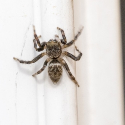 Maratus sp. (genus) (Unidentified Peacock spider) at Higgins, ACT - 18 Dec 2019 by AlisonMilton