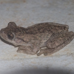 Litoria peronii (Peron's Tree Frog, Emerald Spotted Tree Frog) at Alpine - 19 Oct 2018 by JanHartog