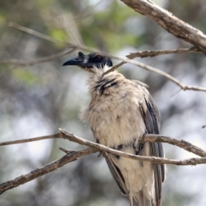 Philemon corniculatus at Higgins, ACT - 1 Dec 2019 10:56 AM