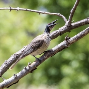 Philemon corniculatus at Higgins, ACT - 1 Dec 2019 10:56 AM