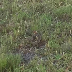 Coturnix pectoralis at Alpine - 25 Nov 2018 12:00 AM