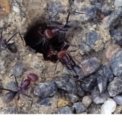 Iridomyrmex purpureus (Meat Ant) at ANBG - 17 Oct 2018 by JanetRussell