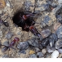 Iridomyrmex purpureus (Meat Ant) at Acton, ACT - 18 Oct 2018 by JanetRussell