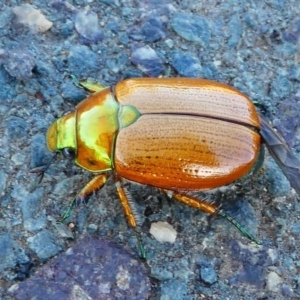 Anoplognathus brunnipennis at Kambah, ACT - 4 Dec 2019