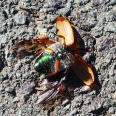 Anoplognathus brunnipennis at Kambah, ACT - 4 Dec 2019