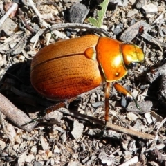 Anoplognathus brunnipennis (Green-tailed Christmas beetle) at Kambah, ACT - 30 Nov 2019 by HarveyPerkins