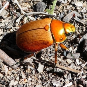 Anoplognathus brunnipennis at Kambah, ACT - 30 Nov 2019