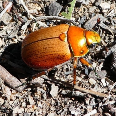 Anoplognathus brunnipennis (Green-tailed Christmas beetle) at Kambah, ACT - 30 Nov 2019 by HarveyPerkins