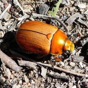 Anoplognathus brunnipennis at Kambah, ACT - 30 Nov 2019 04:00 PM