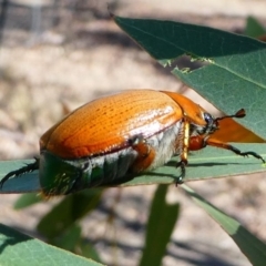 Anoplognathus brunnipennis at Kambah, ACT - 30 Nov 2019