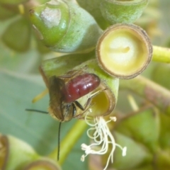 Lasioglossum (Parasphecodes) sp. (genus & subgenus) (Halictid bee) at Acton, ACT - 13 Apr 2017 by JanetRussell