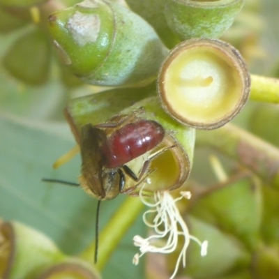 Lasioglossum (Parasphecodes) sp. (genus & subgenus) (Halictid bee) at Acton, ACT - 13 Apr 2017 by JanetRussell