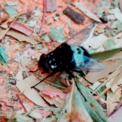 Amphibolia (Amphibolia) ignorata (A bristle fly) at Kambah, ACT - 19 Dec 2019 by HelenCross