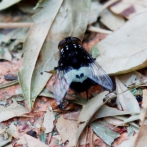 Amphibolia (Amphibolia) ignorata at Kambah, ACT - 19 Dec 2019