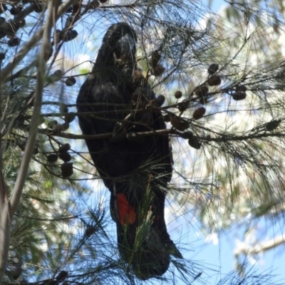 Calyptorhynchus lathami (Glossy Black-Cockatoo) at Woodlands, NSW - 12 Jan 2017 by JanHartog