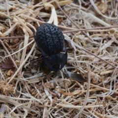 Helea ovata (Pie-dish beetle) at Fyshwick, ACT - 16 Dec 2019 by DPRees125