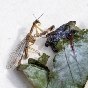 Mantispidae (family) at Higgins, ACT - 13 Dec 2019