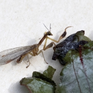 Mantispidae (family) at Higgins, ACT - 13 Dec 2019