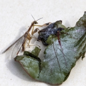 Mantispidae (family) at Higgins, ACT - 13 Dec 2019