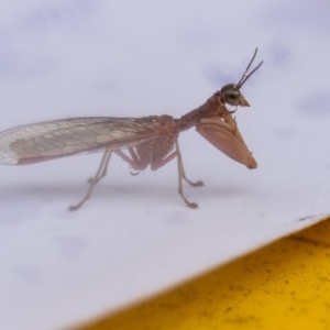 Mantispidae (family) at Higgins, ACT - 26 Dec 2015 01:32 PM