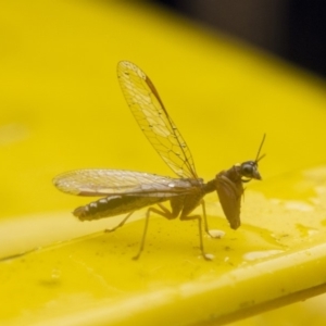 Mantispidae (family) at Higgins, ACT - 26 Dec 2015 01:32 PM