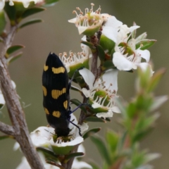 Castiarina australasiae (A jewel beetle) at Paddys River, ACT - 15 Dec 2019 by DPRees125