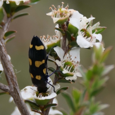 Castiarina australasiae (A jewel beetle) at Paddys River, ACT - 15 Dec 2019 by DPRees125