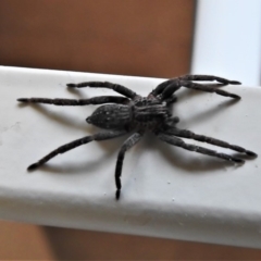 Miturga sp. (genus) (Unidentified False wolf spider) at Wanniassa, ACT - 19 Dec 2019 by JohnBundock