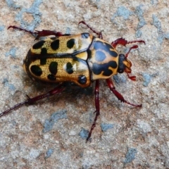 Neorrhina punctatum (Spotted flower chafer) at Kambah, ACT - 18 Dec 2019 by HarveyPerkins