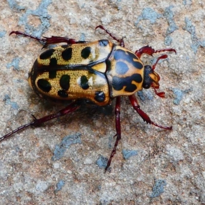 Neorrhina punctata (Spotted flower chafer) at Kambah, ACT - 18 Dec 2019 by HarveyPerkins