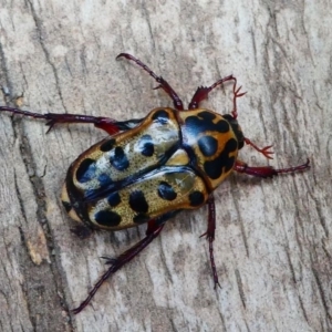 Neorrhina punctata at Kambah, ACT - 18 Dec 2019