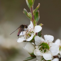 Geron sp. (genus) (Slender Bee Fly) at Tidbinbilla Nature Reserve - 15 Dec 2019 by DPRees125