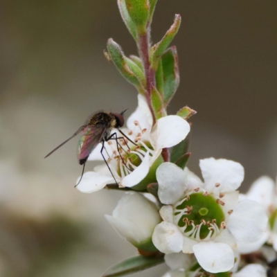 Geron sp. (genus) (Slender Bee Fly) at Tidbinbilla Nature Reserve - 15 Dec 2019 by DPRees125