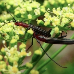 Syllitus rectus (Longhorn beetle) at Kambah, ACT - 18 Dec 2019 by HarveyPerkins