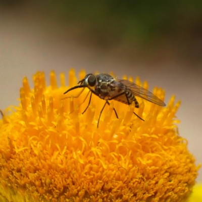 Australiphthiria hilaris (Slender Bee Fly) at ANBG - 11 Dec 2019 by DPRees125