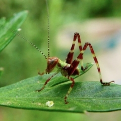 Caedicia sp. (genus) (Katydid) at Kambah, ACT - 18 Dec 2019 by HarveyPerkins