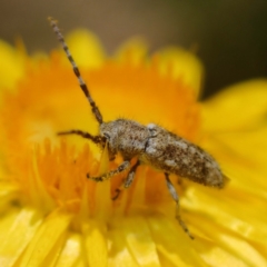 Rhytiphora paulla (Longhorn beetle) at Acton, ACT - 11 Dec 2019 by DPRees125