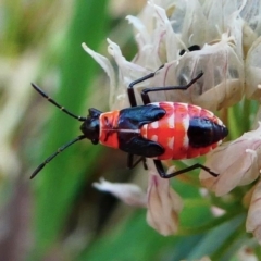 Melanerythrus mactans (A seed bug) at Kambah, ACT - 19 Dec 2019 by HarveyPerkins