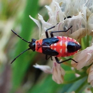 Melanerythrus mactans at Kambah, ACT - 19 Dec 2019 06:53 PM