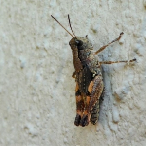 Phaulacridium vittatum at Kambah, ACT - 19 Dec 2019