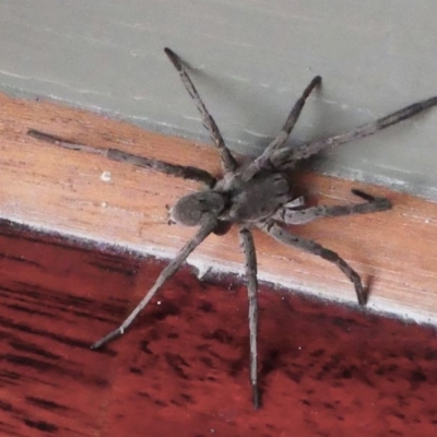 Portacosa cinerea (Grey wolf spider) at Kambah, ACT - 17 Dec 2019 by HarveyPerkins