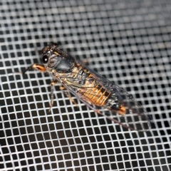 Yoyetta australicta (Southern Ticking Ambertail) at O'Connor, ACT - 18 Dec 2019 by ibaird