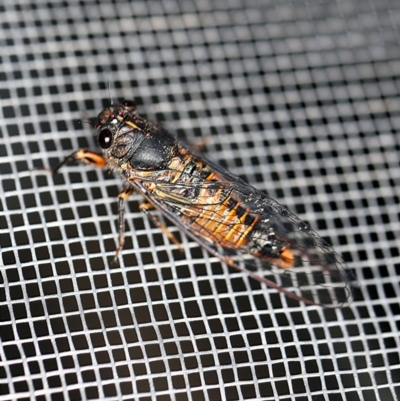 Yoyetta australicta (Southern Ticking Ambertail) at O'Connor, ACT - 18 Dec 2019 by ibaird