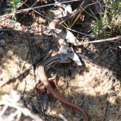 Drysdalia rhodogaster (Mustard-bellied Snake) at Alpine, NSW - 18 Oct 2018 by JanHartog